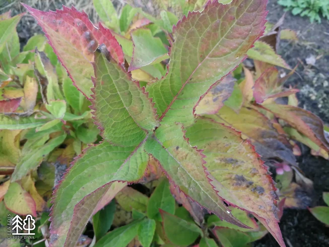Hydrangea serrata   'Hallasan'